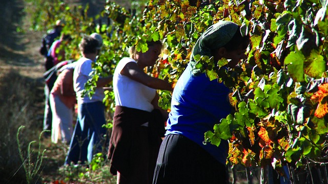 Harvesters Harvesters